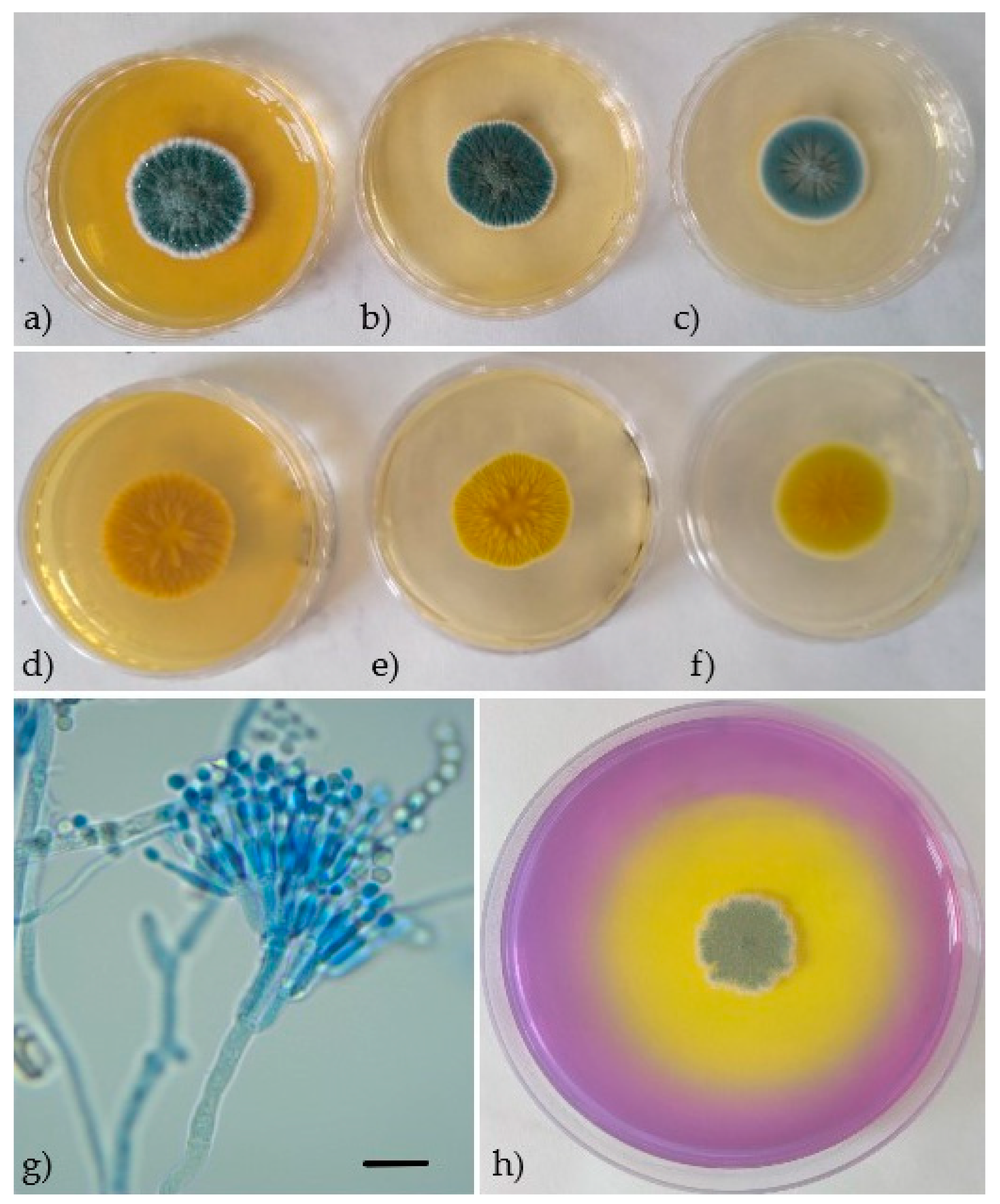 Processes 09 00053 g002 Processes 09 00053 g002