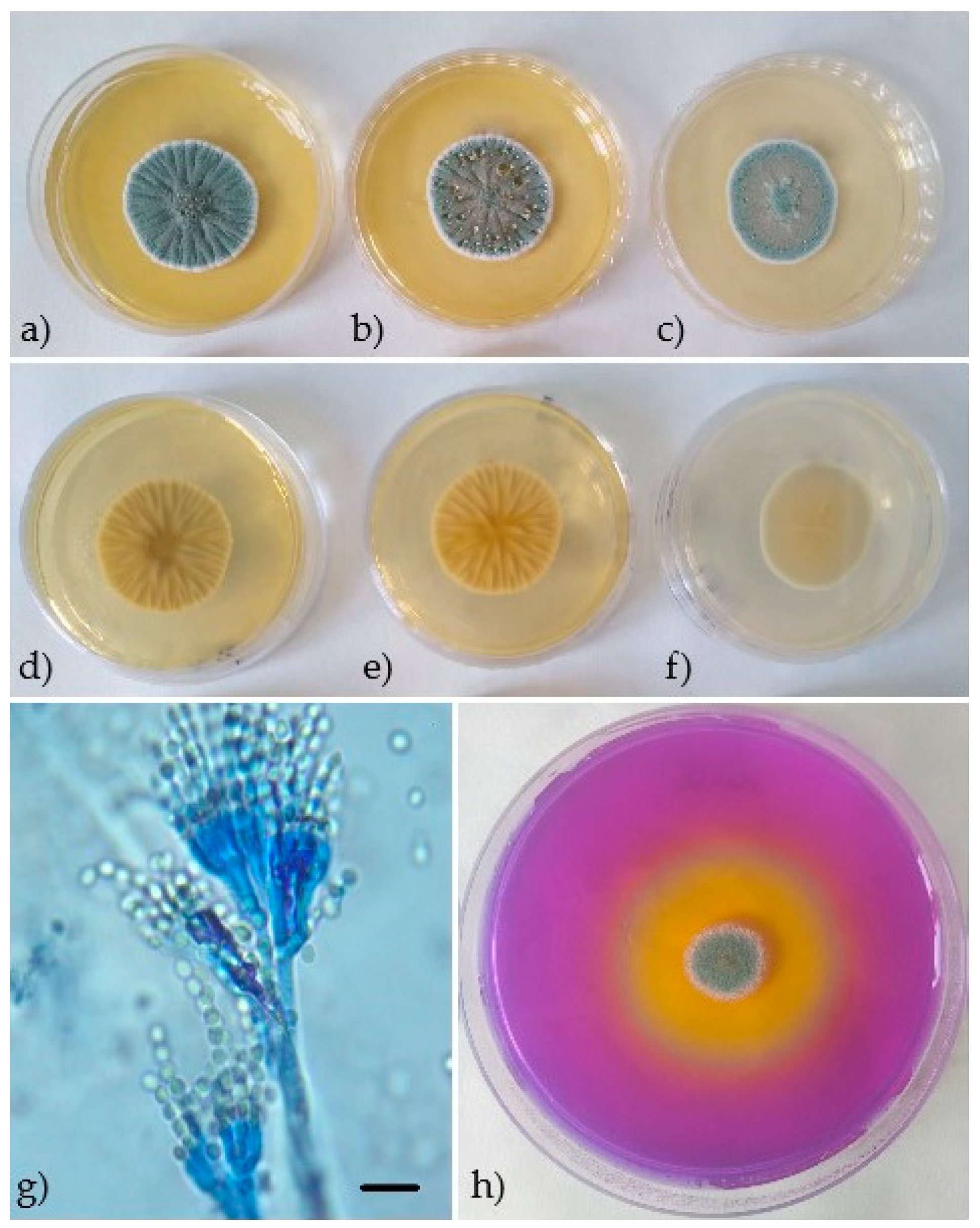 Processes Free FullText Identification of Penicillium verrucosum