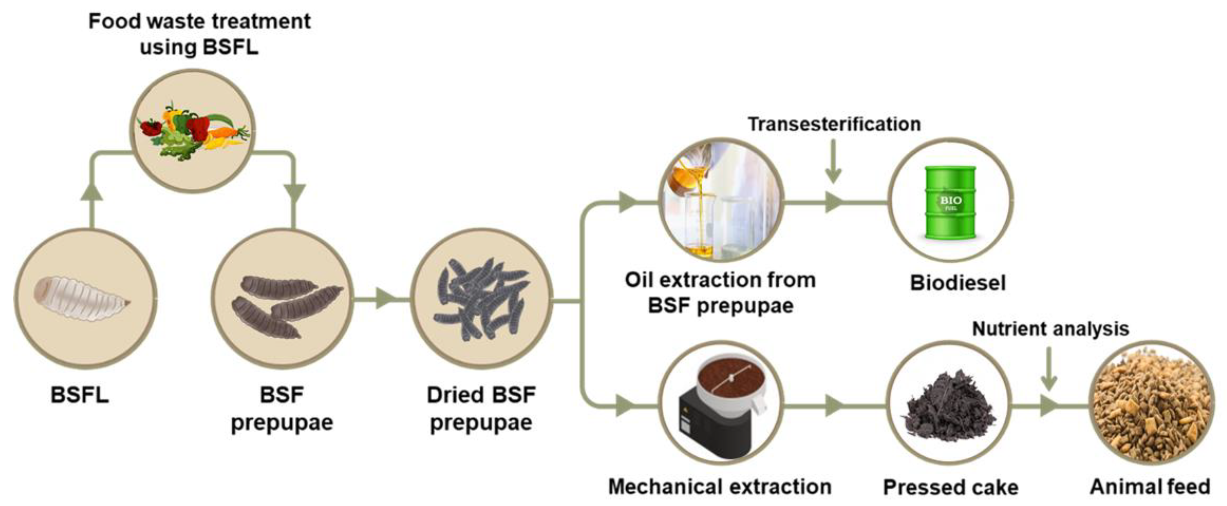 Processes | Free Full-Text | Use of Black Soldier Fly Larvae for Food Waste  Treatment and Energy Production in Asian Countries: A Review