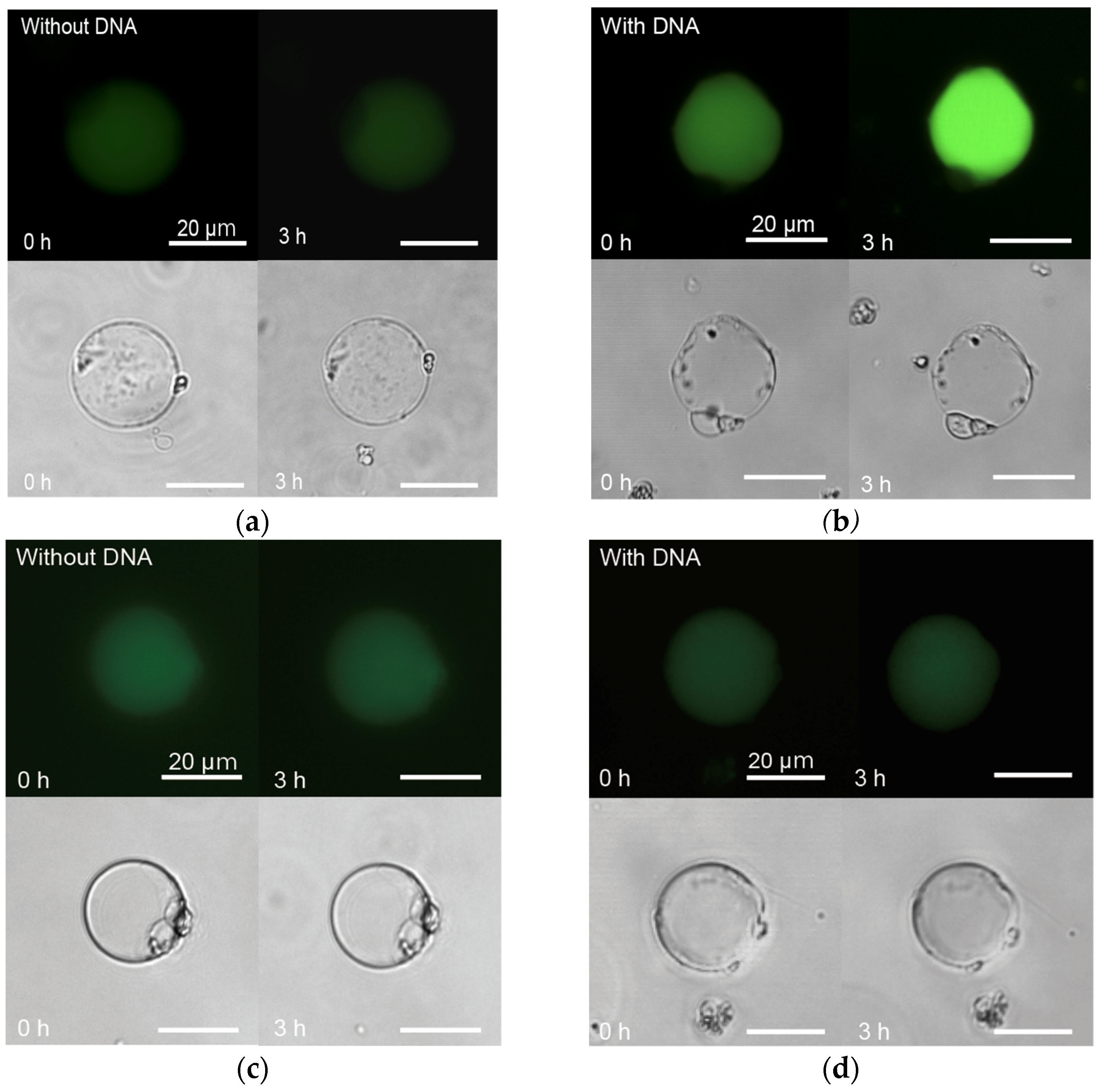 Processes 09 00212 g005 Processes 09 00212 g005