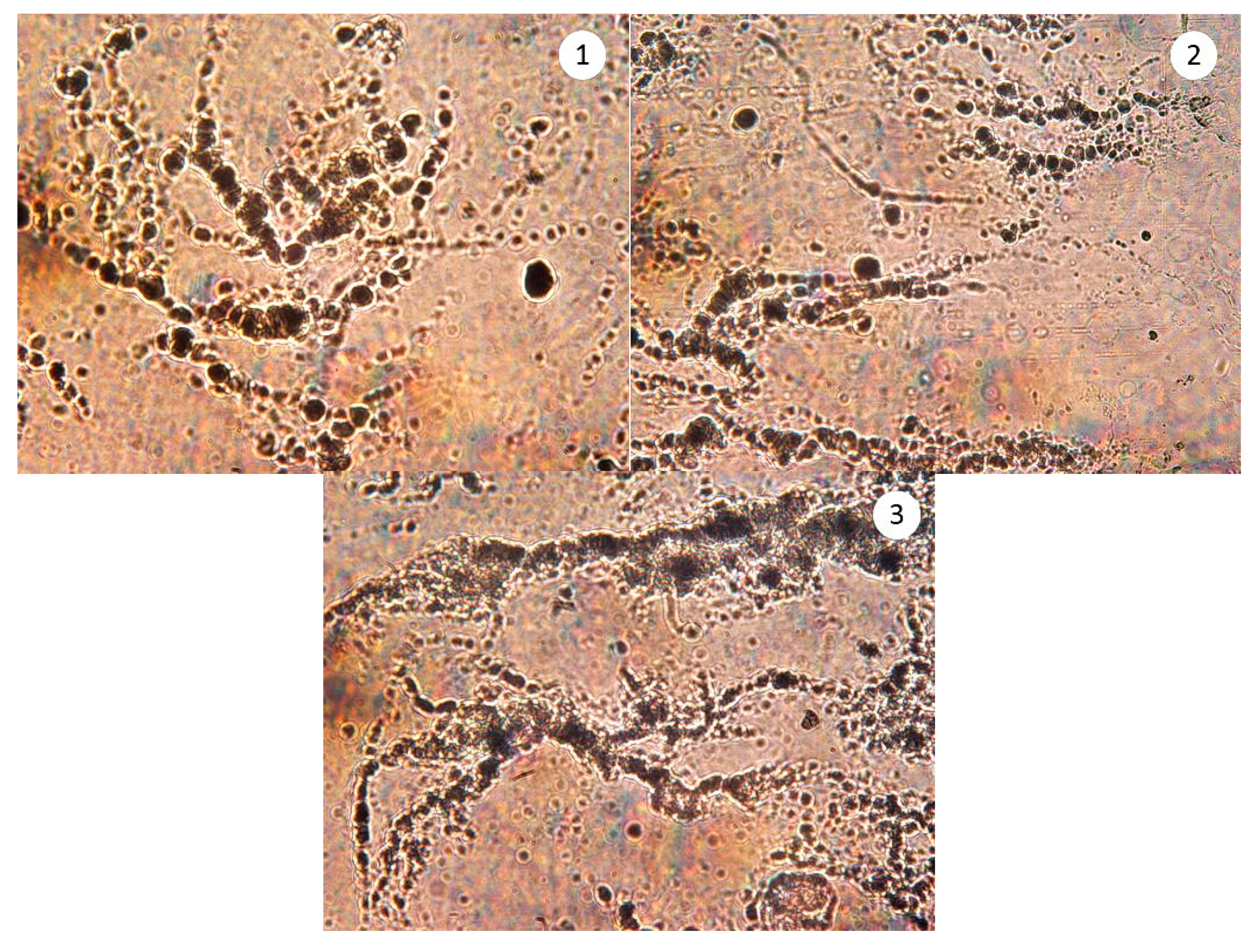 Processes 09 00437 g007