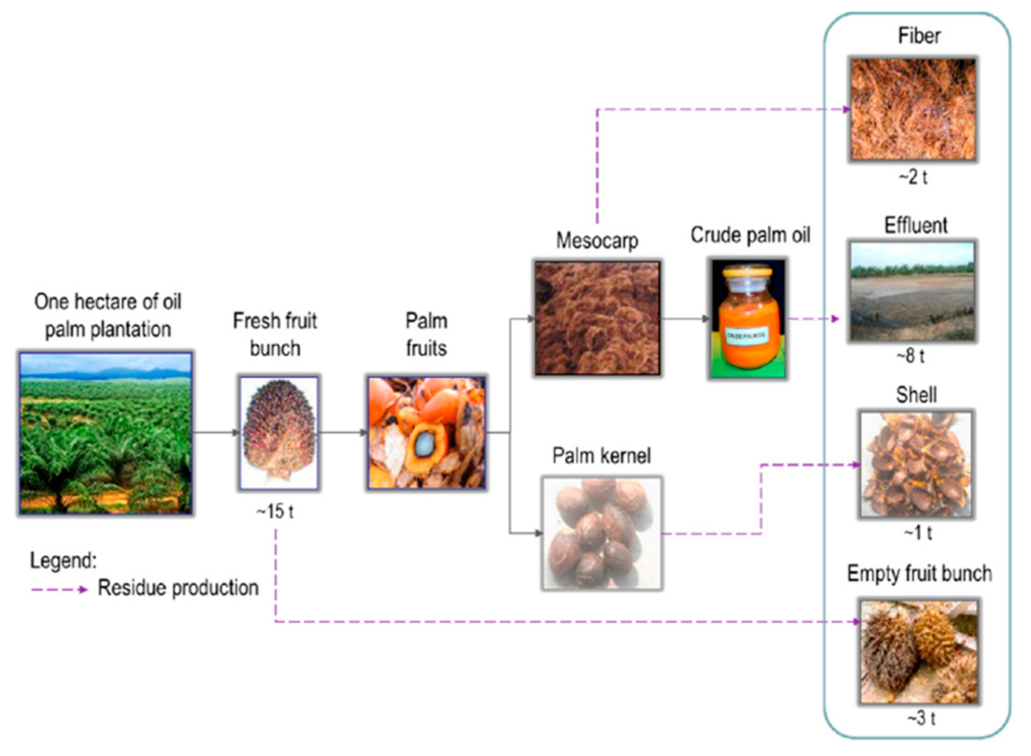 What is the prospect of palm kernel oil ?_Palm Oil Extraction FAQ