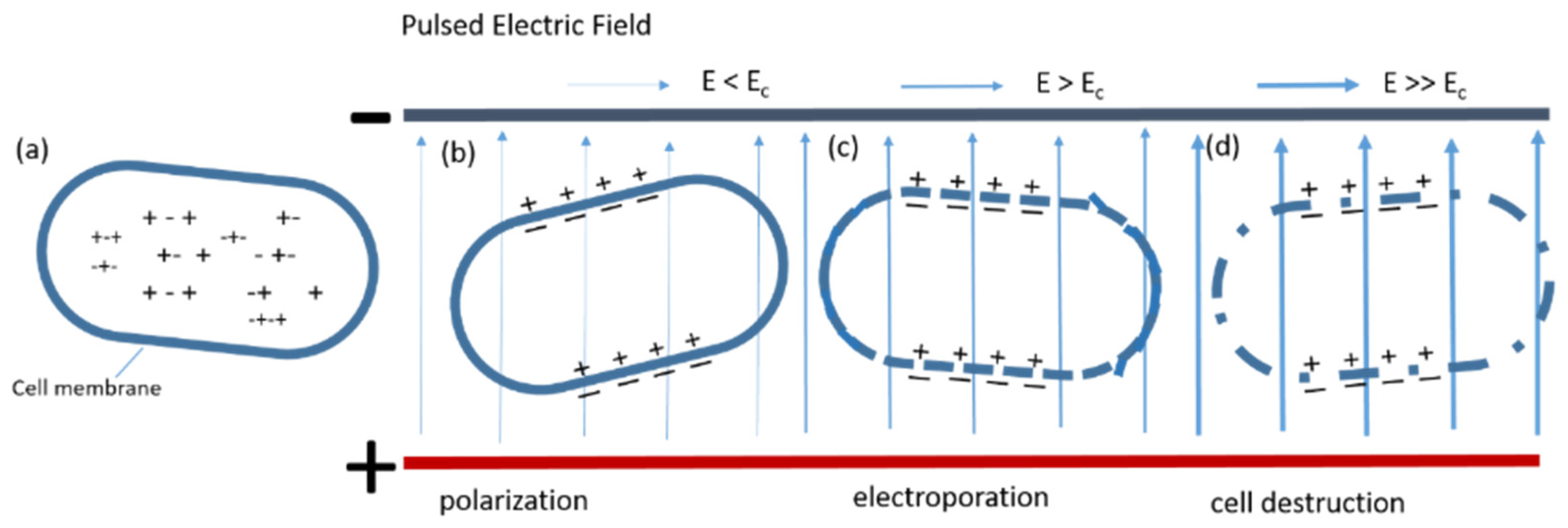Processes Free FullText Pulse Electric Field Technology for