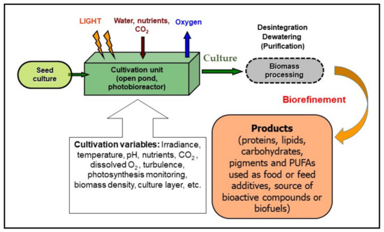 What does the diagram of the co2 o2 cycle illustrate