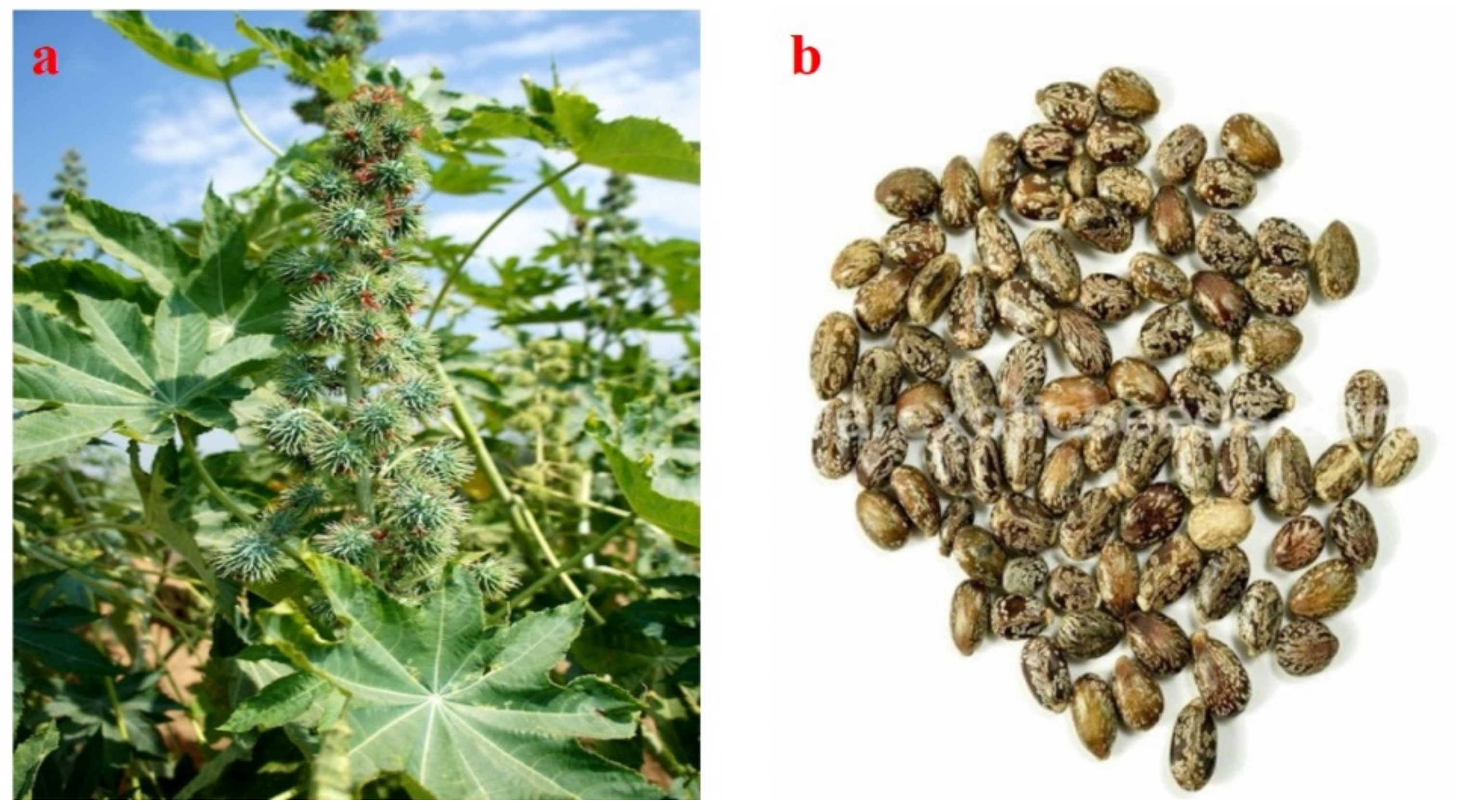 Processes 09 00840 g003