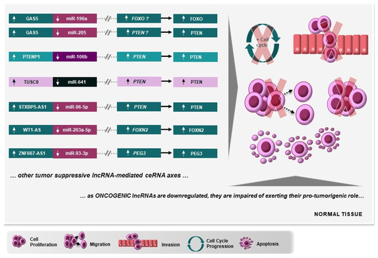 Competing Endogenous RNAs in Cervical Carcinogenesis: A New Layer of ...