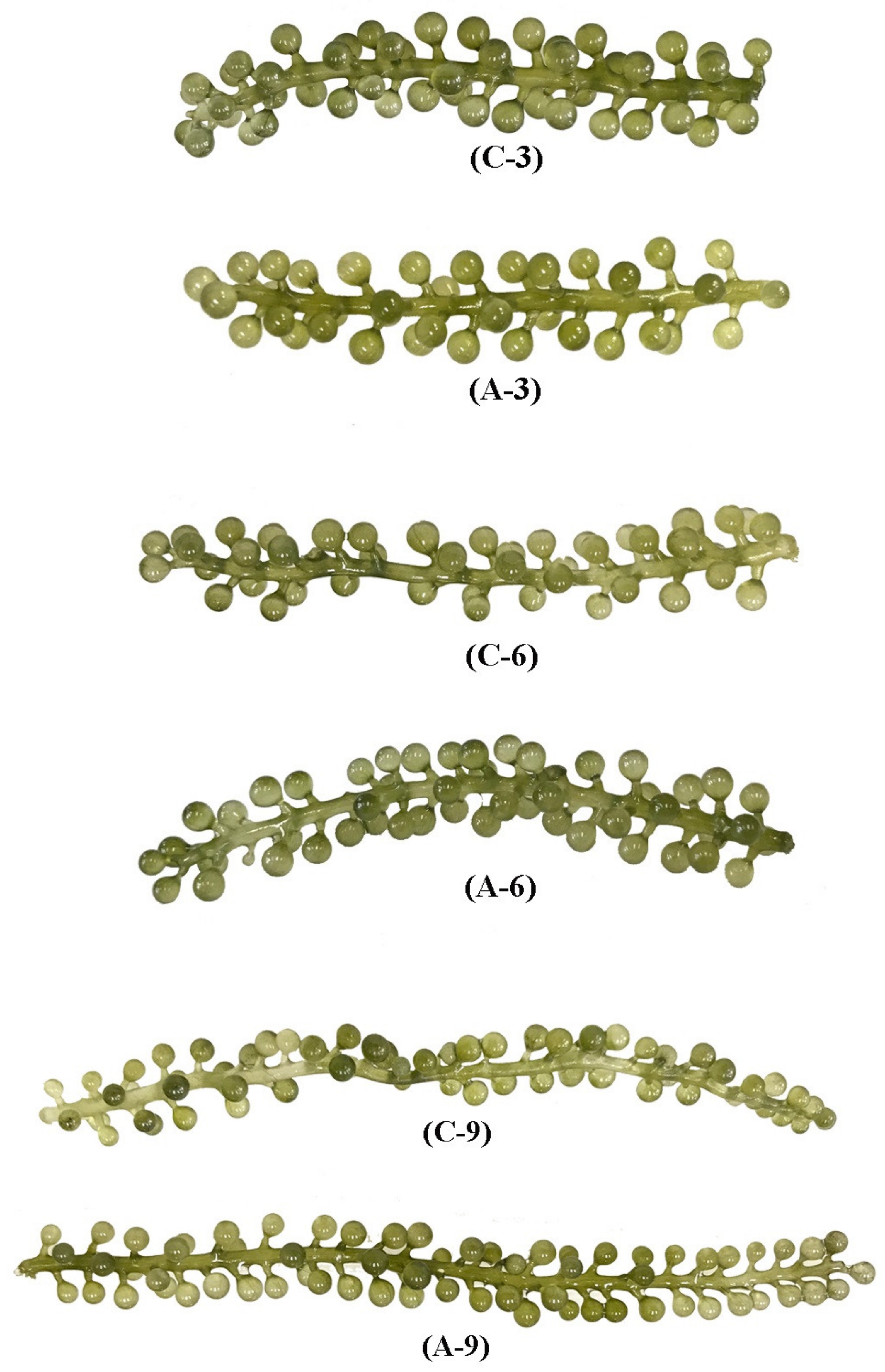 Processes 09 01011 g007b Processes 09 01011 g007b