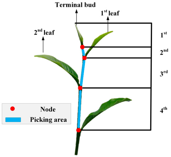 Processes | Free Full-Text | Fundamental Understanding of Tea Growth ...