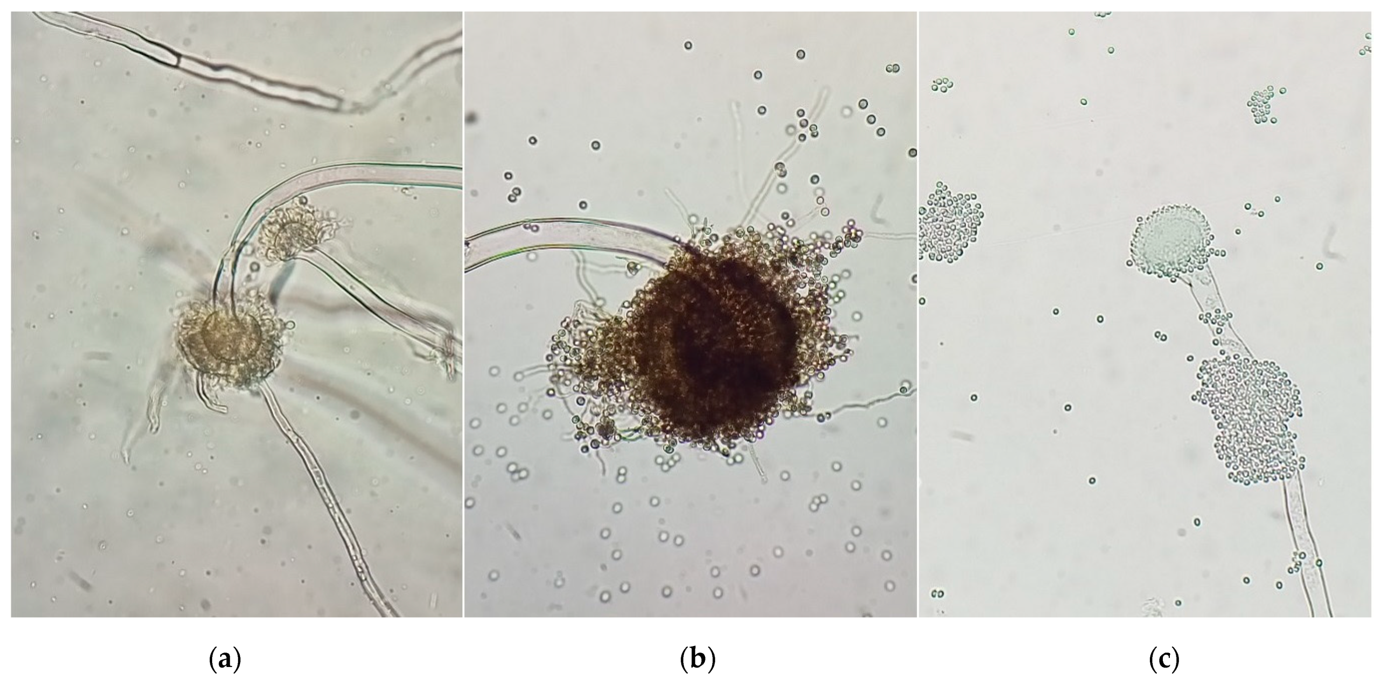 Processes 09 01360 g004