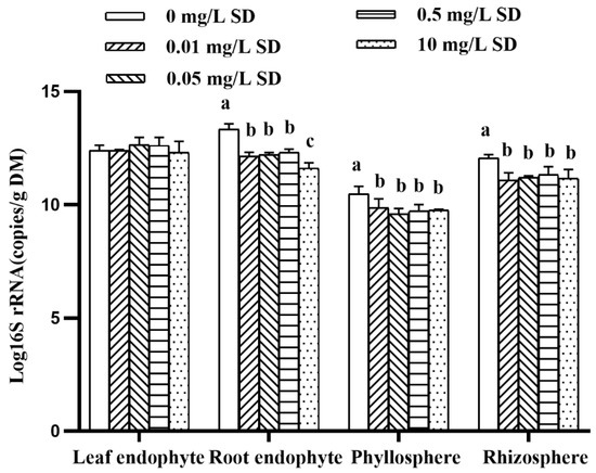 『L』 Antibiotic Resistance Gene Transformation and