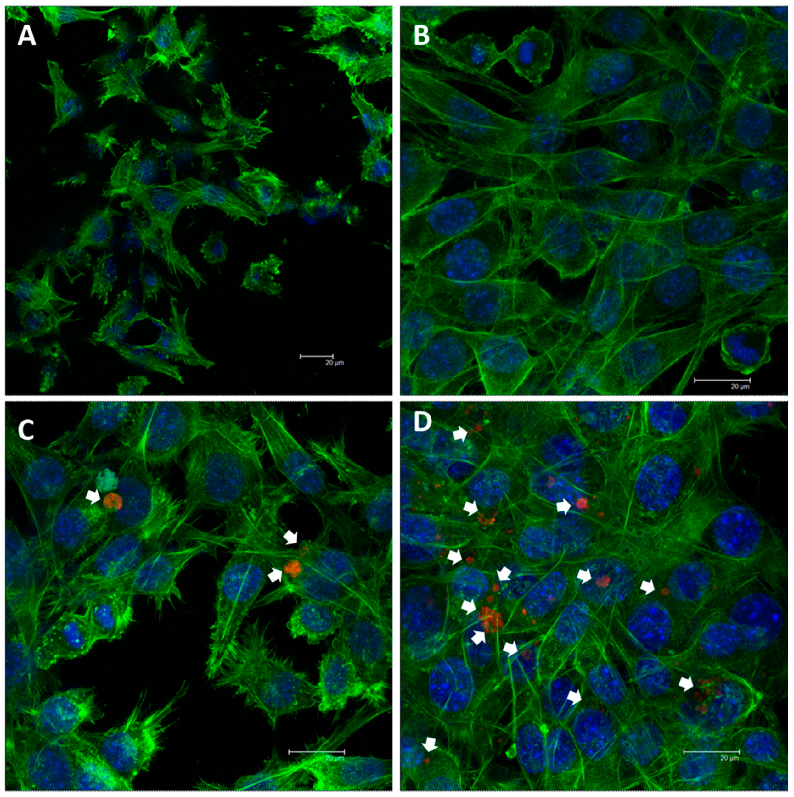 Processes 09 01509 g005