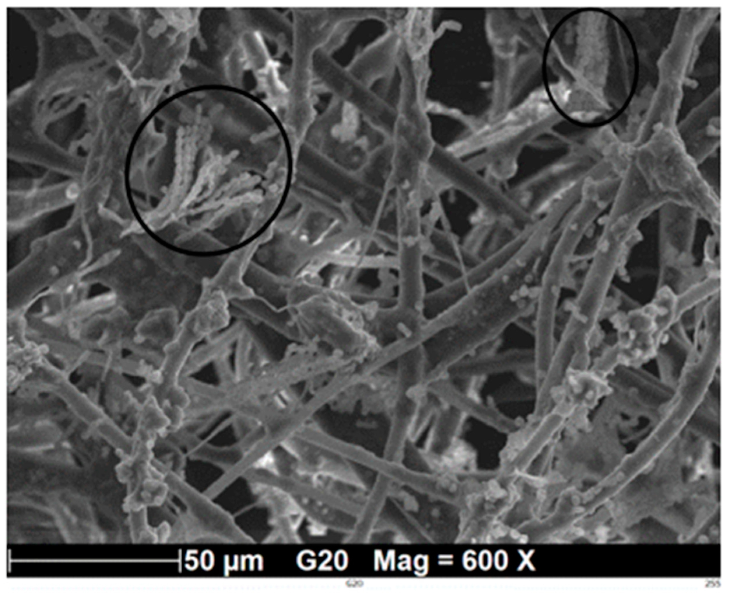 Processes 09 01528 g009 550