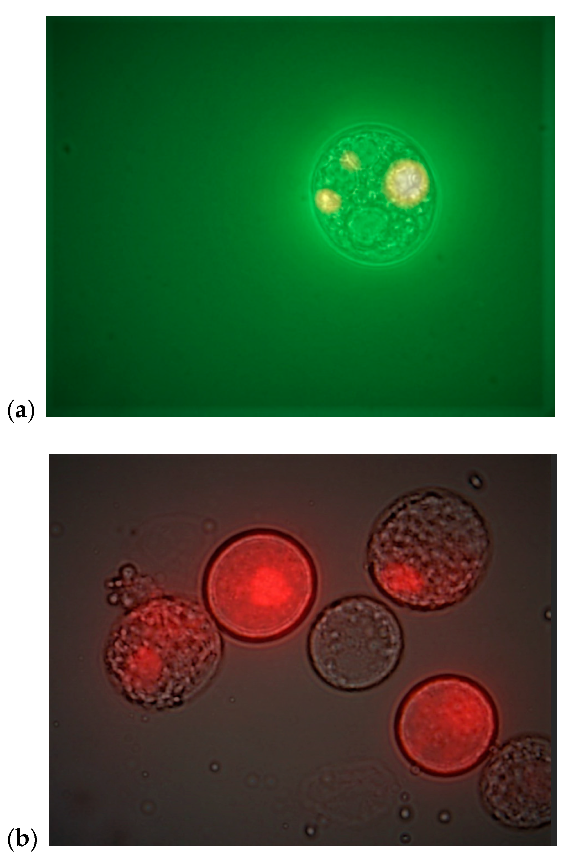 Processes 09 02005 g003 550