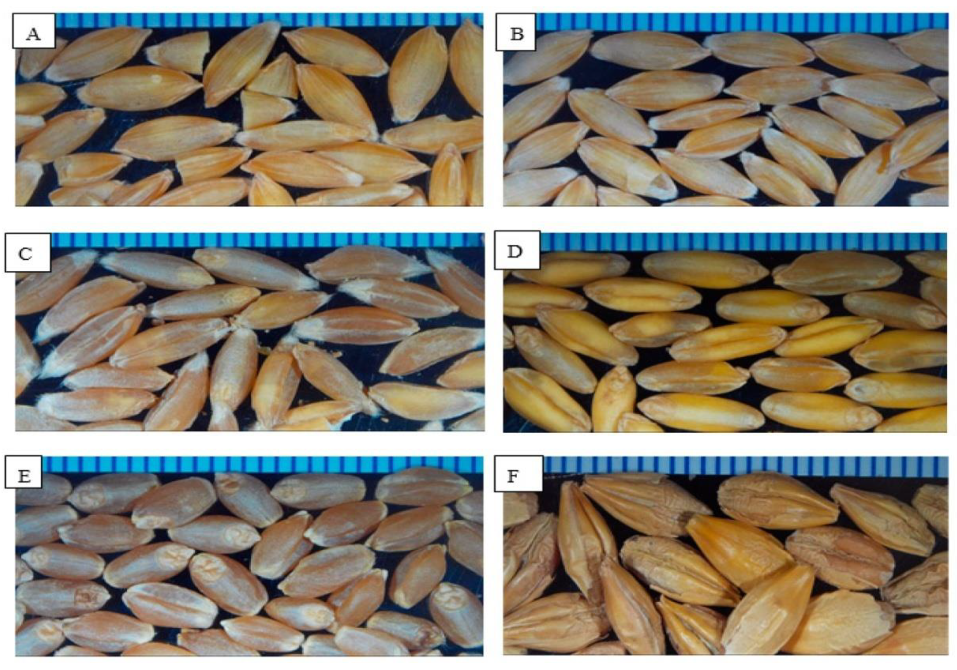 Processes | Free Full-Text | Ancient Wheat Species: Biochemical
