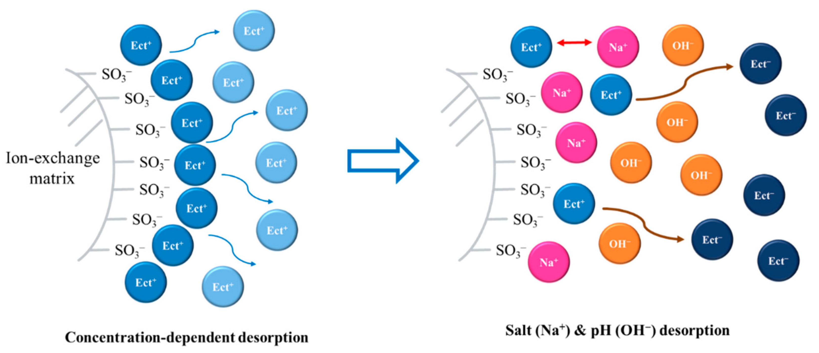 Processes Free FullText Adsorption and Desorption Behavior of Ectoine Using Dowex® HCRS