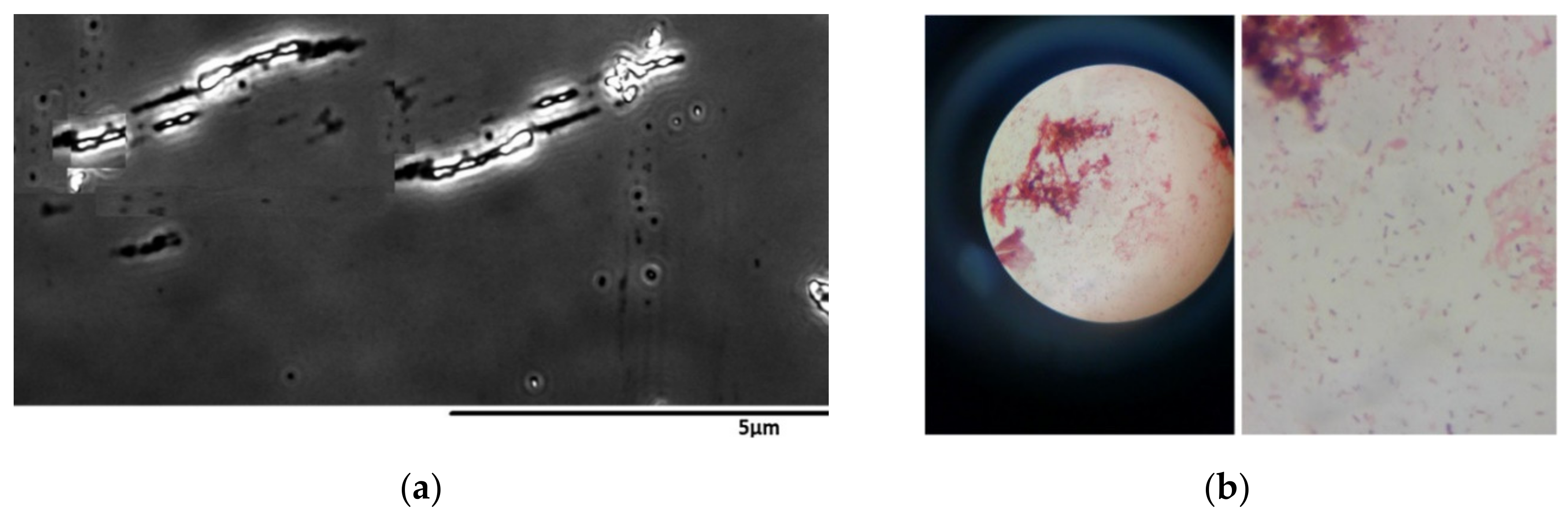 Processes 09 02206 g003 550