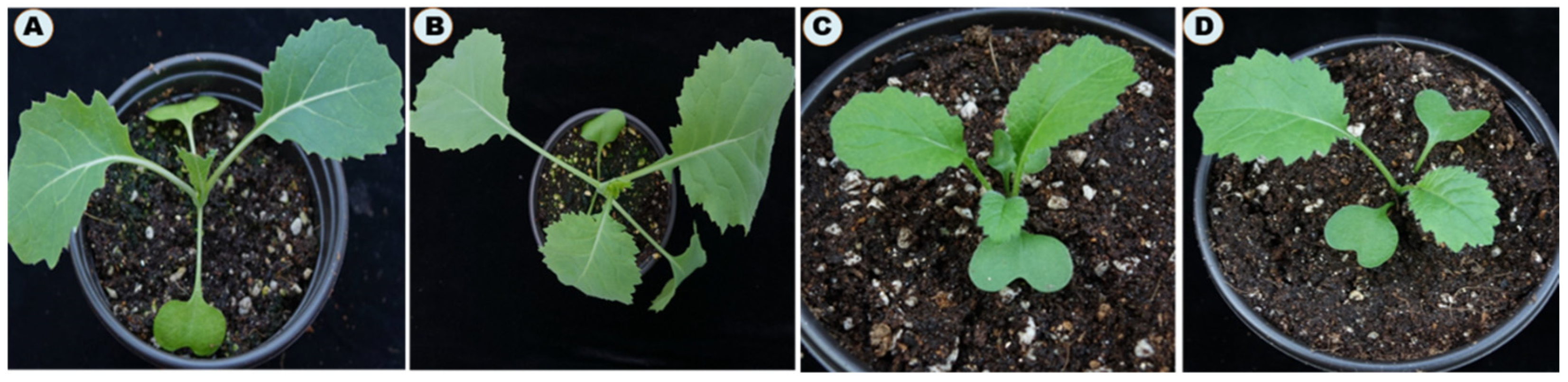 Processes 10 00240 g004 550
