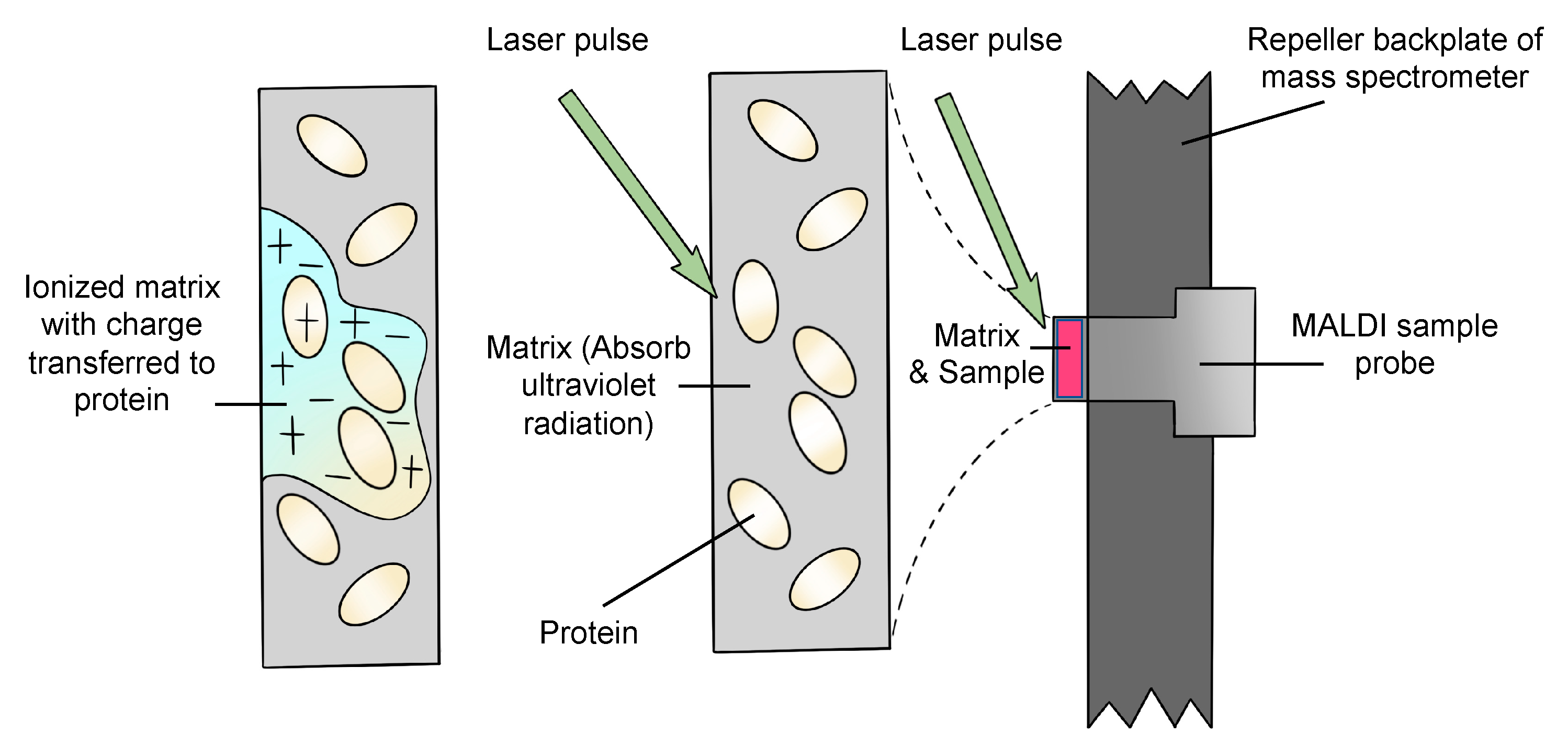 X process. MALDI (Matrix assisted Laser desorption ionization). Спрей лазер. MALDI гликирование. MALDI MS TOF Reflectron Mode.