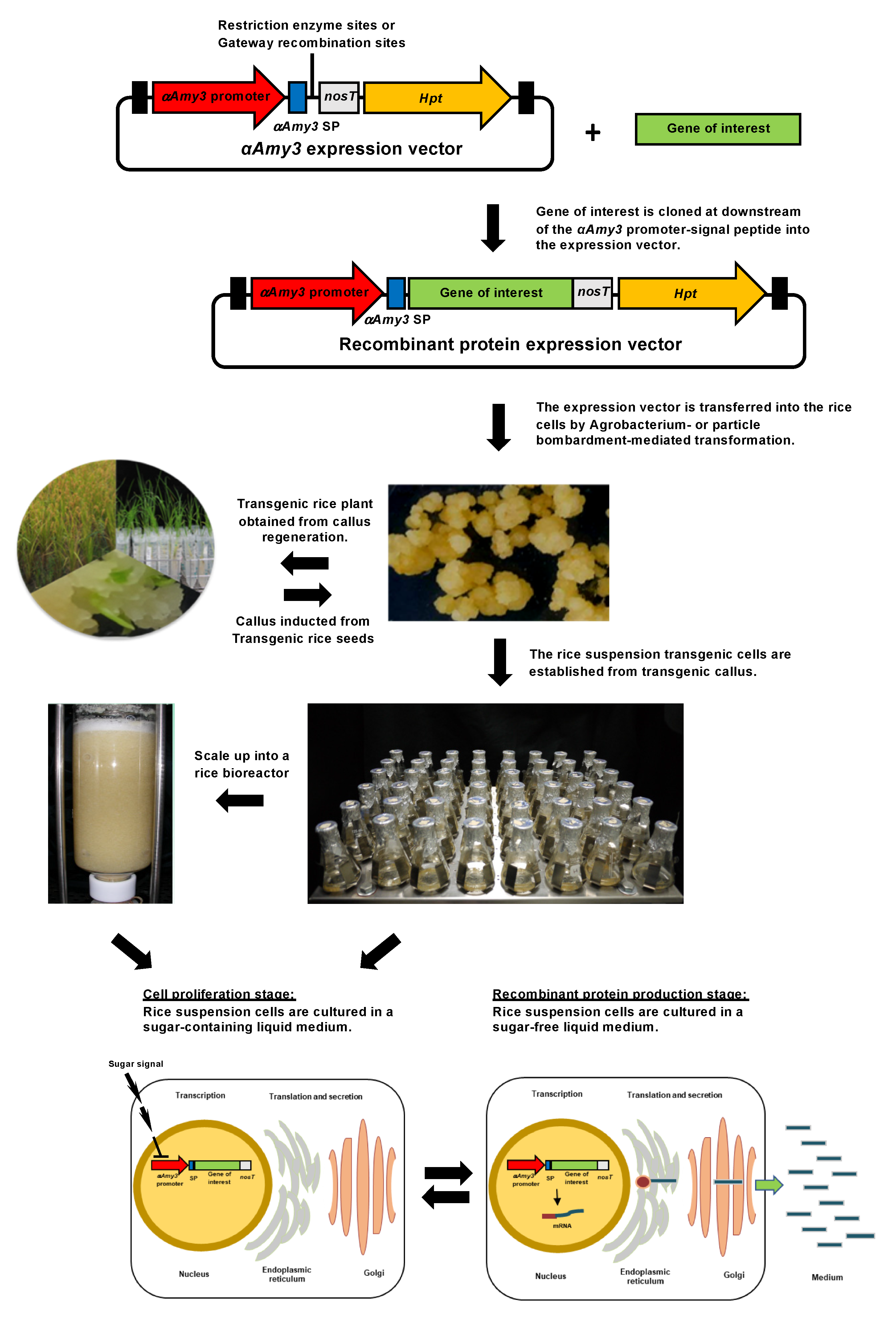 Processes Free FullText Current Strategies to Improve Yield of
