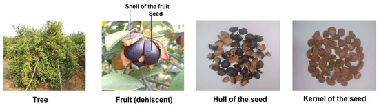 Anti-inflammatory and antioxidative effects of Camellia oleifera Abel  components | Future Medicinal Chemistry