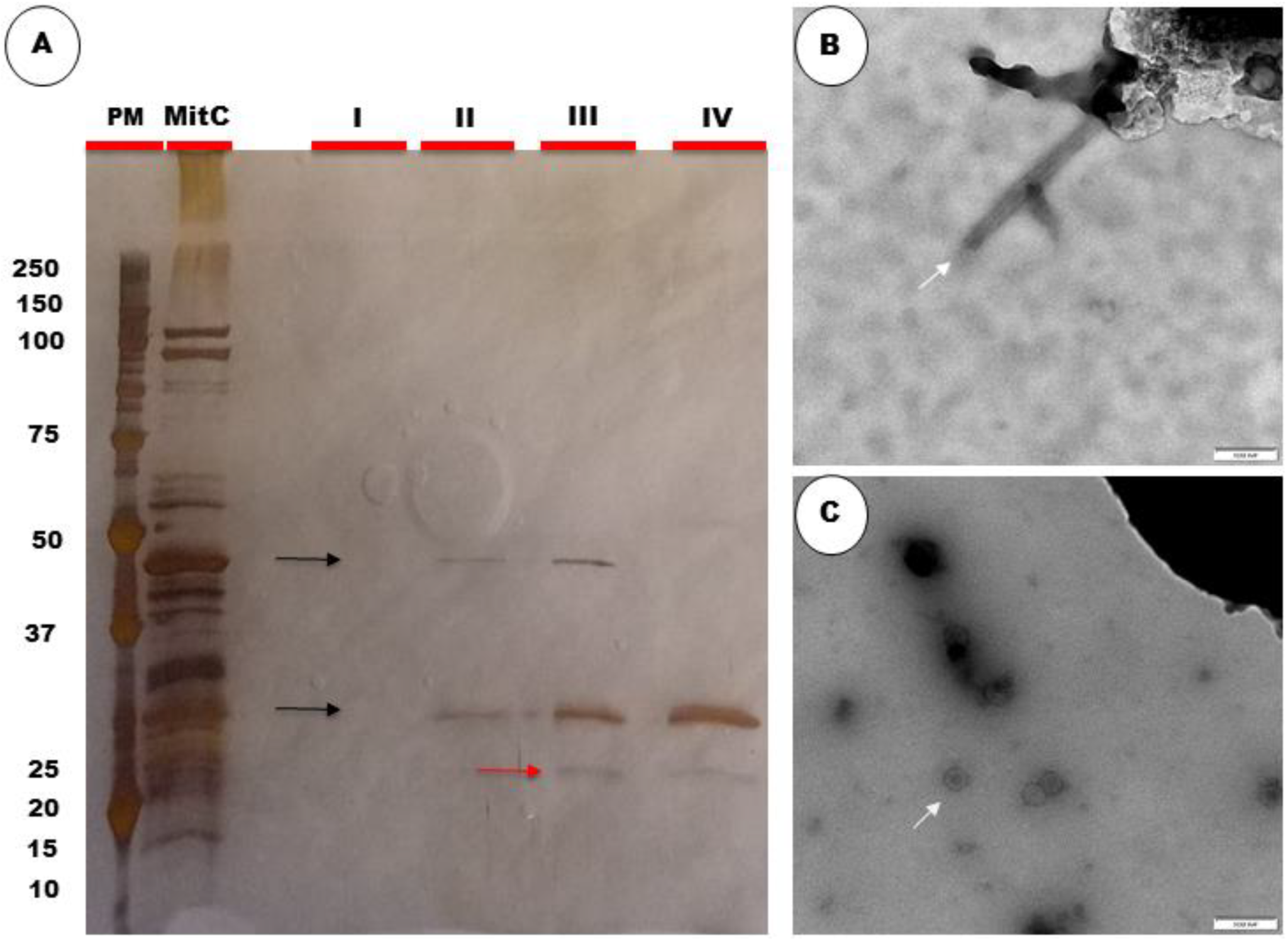 Processes 10 01932 g001 Processes 10 01932 g001