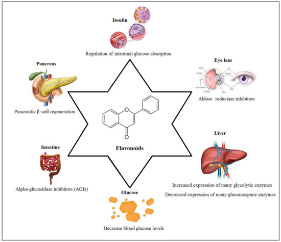 An Overview of the Potential of Medicinal Plants Used in the