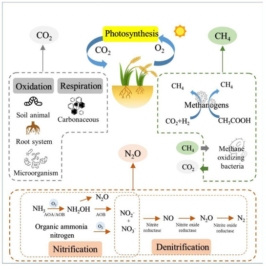 Microbial-Mediated Emissions of Greenhouse Gas from Farmland