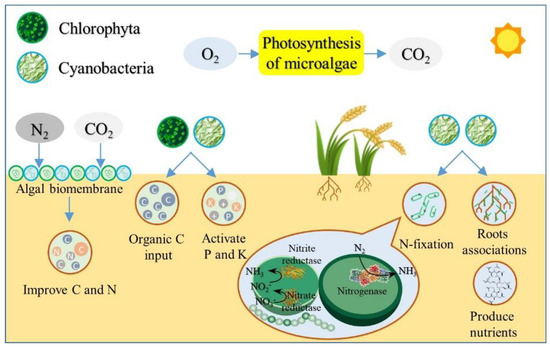 Processes | Free Full-Text | Microbial-Mediated Emissions of 