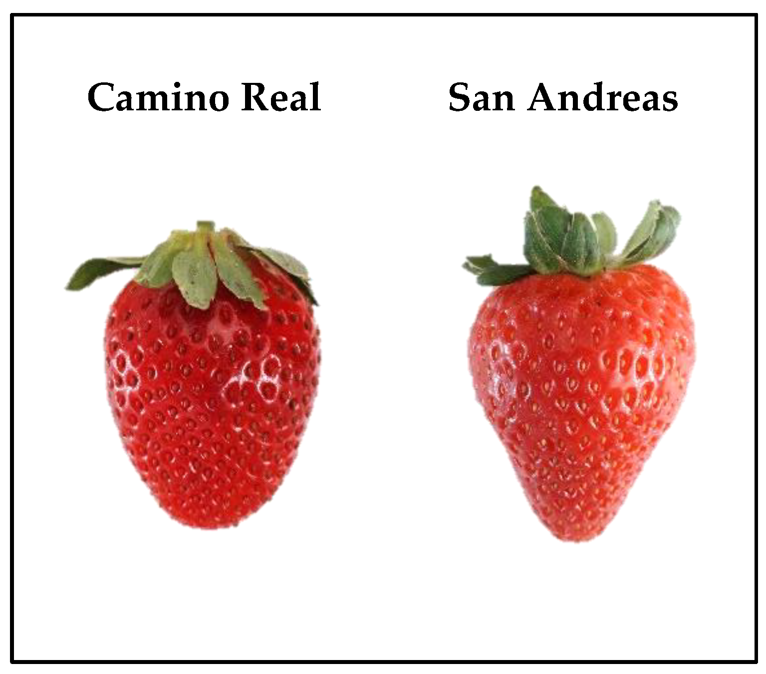 Processes Free FullText Strawberry Variety Influences the Effectiveness of Postharvest