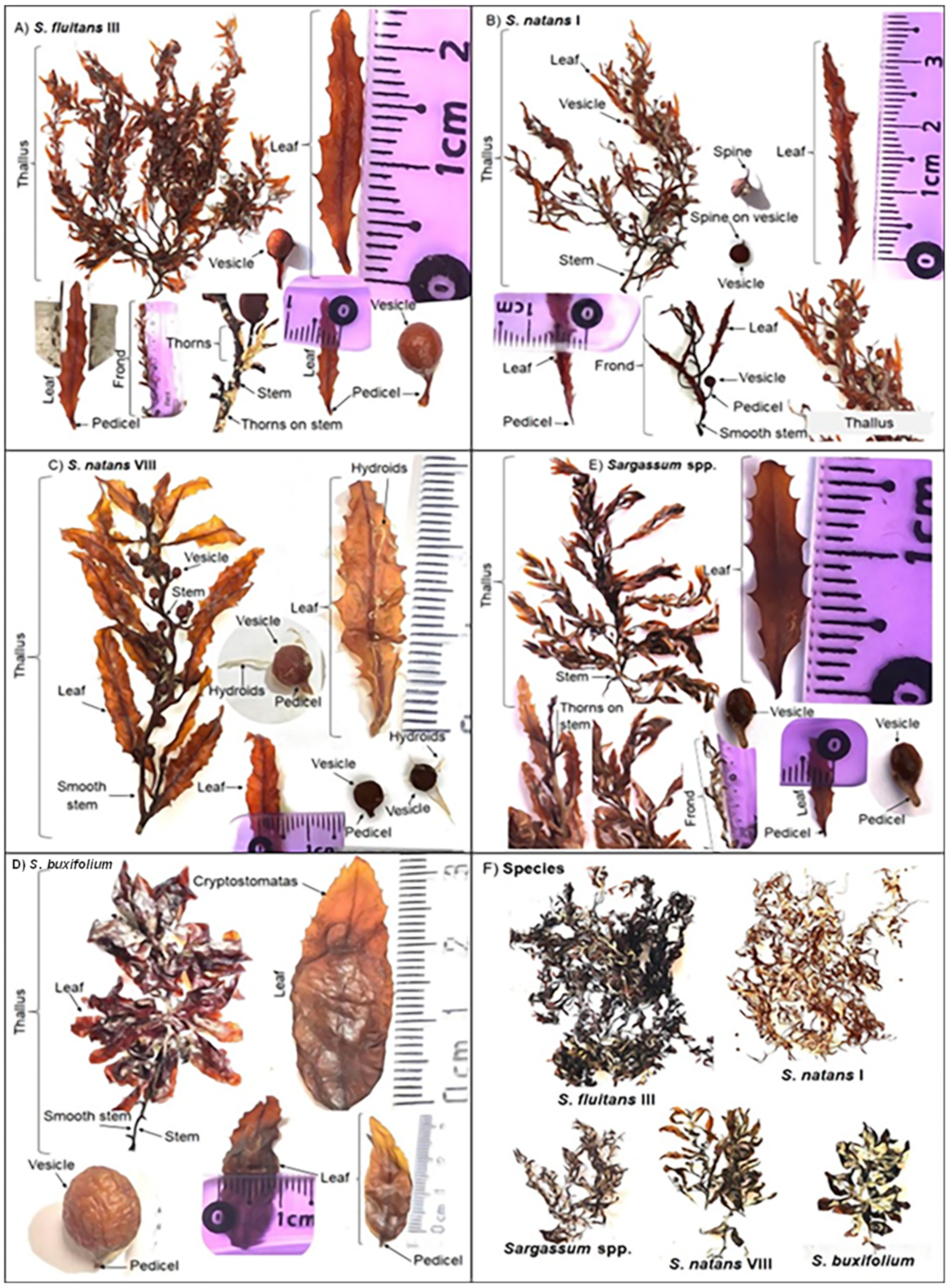 Processes 11 00685 g001 Processes 11 00685 g001