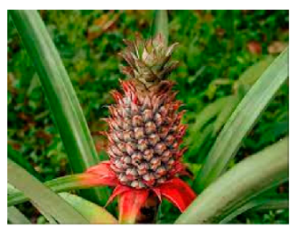 Processes 11 00718 i004