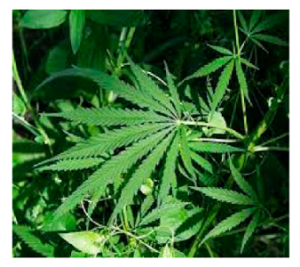 Processes 11 00718 i007