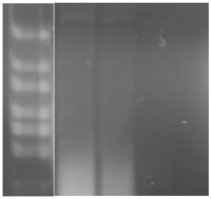 Processes 11 00745 i016