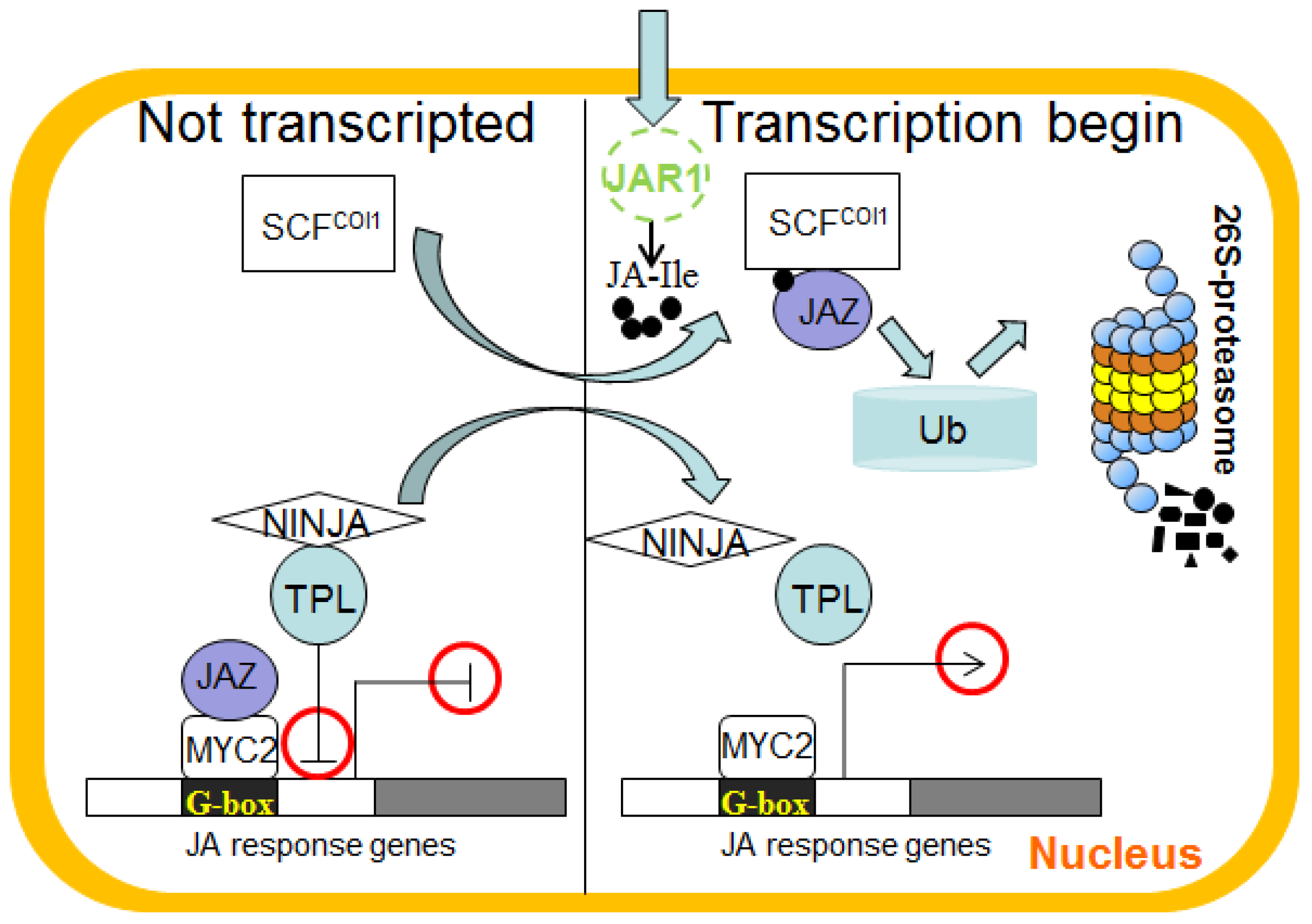 Signal Molecules Regulate the Synthesis of Secondary