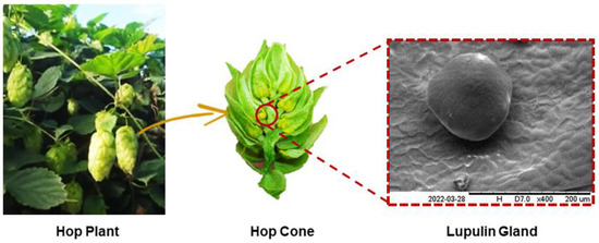 Processing Strategies for Extraction and Concentration of Bitter Acids ...