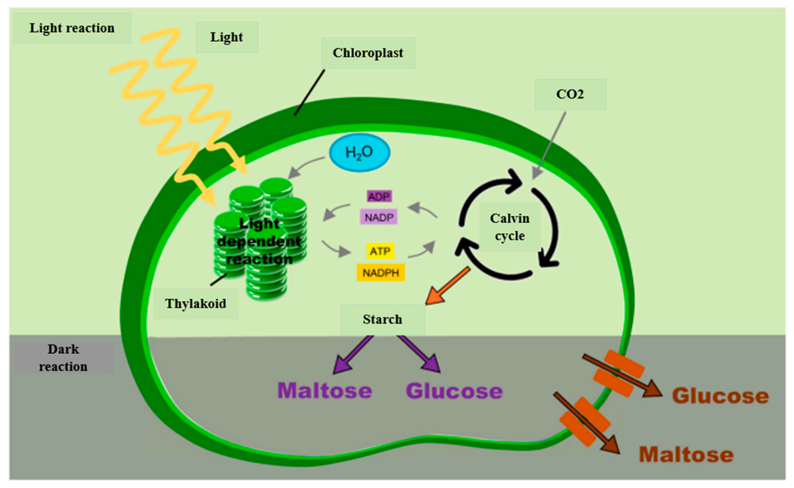 Processes 11 00948 g011