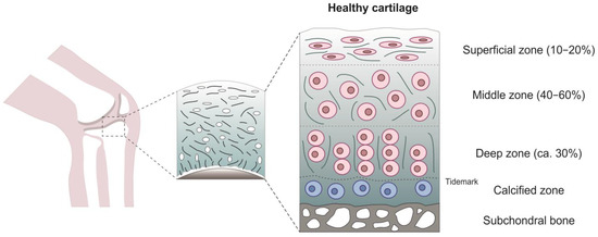Human Cartilage Biomechanics Experimental Biology Diagrams