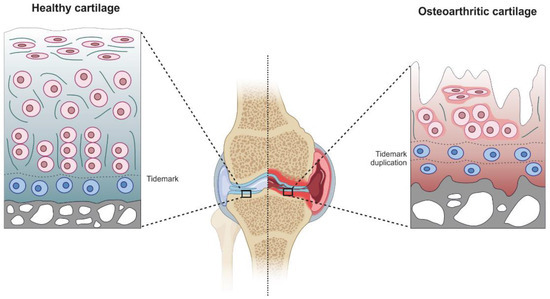Human Cartilage Biomechanics: Experimental ... Biology Diagrams