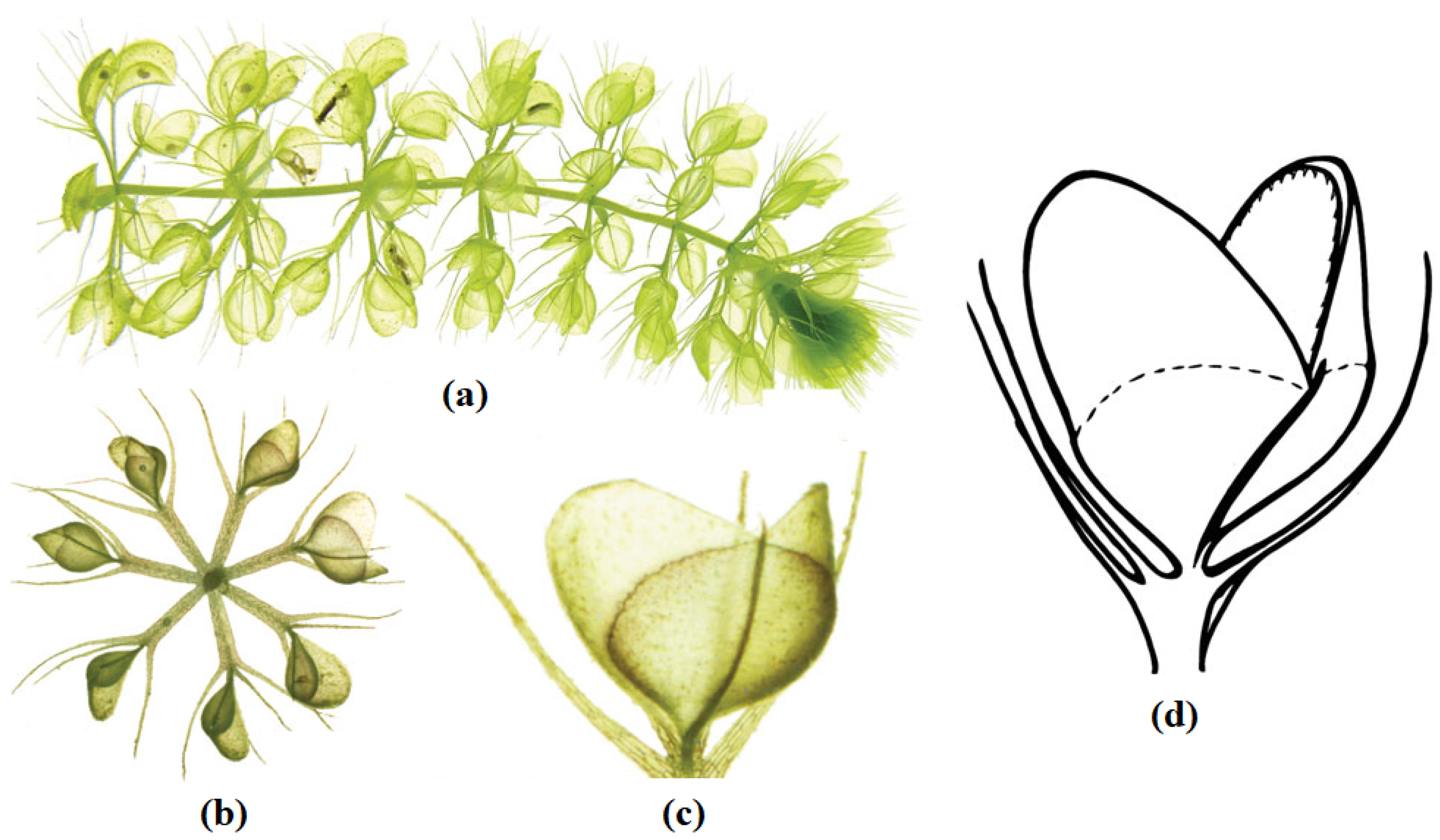 Processes 11 01502 g001