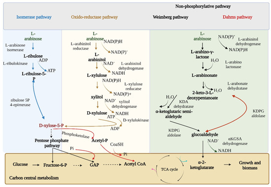 Lignocellulose-Derived Arabinose for Energy and Chemicals