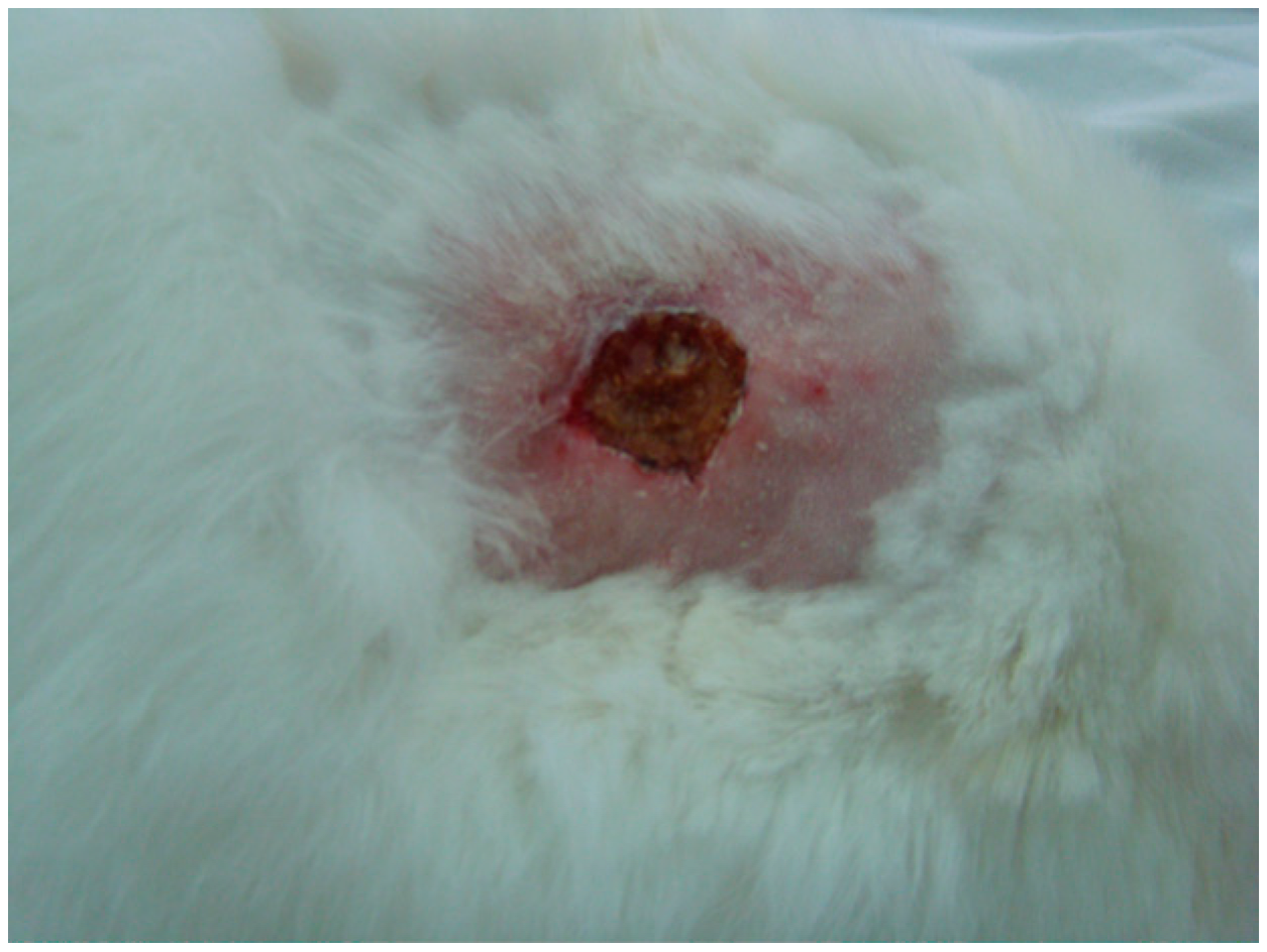 Processes 11 01692 i005