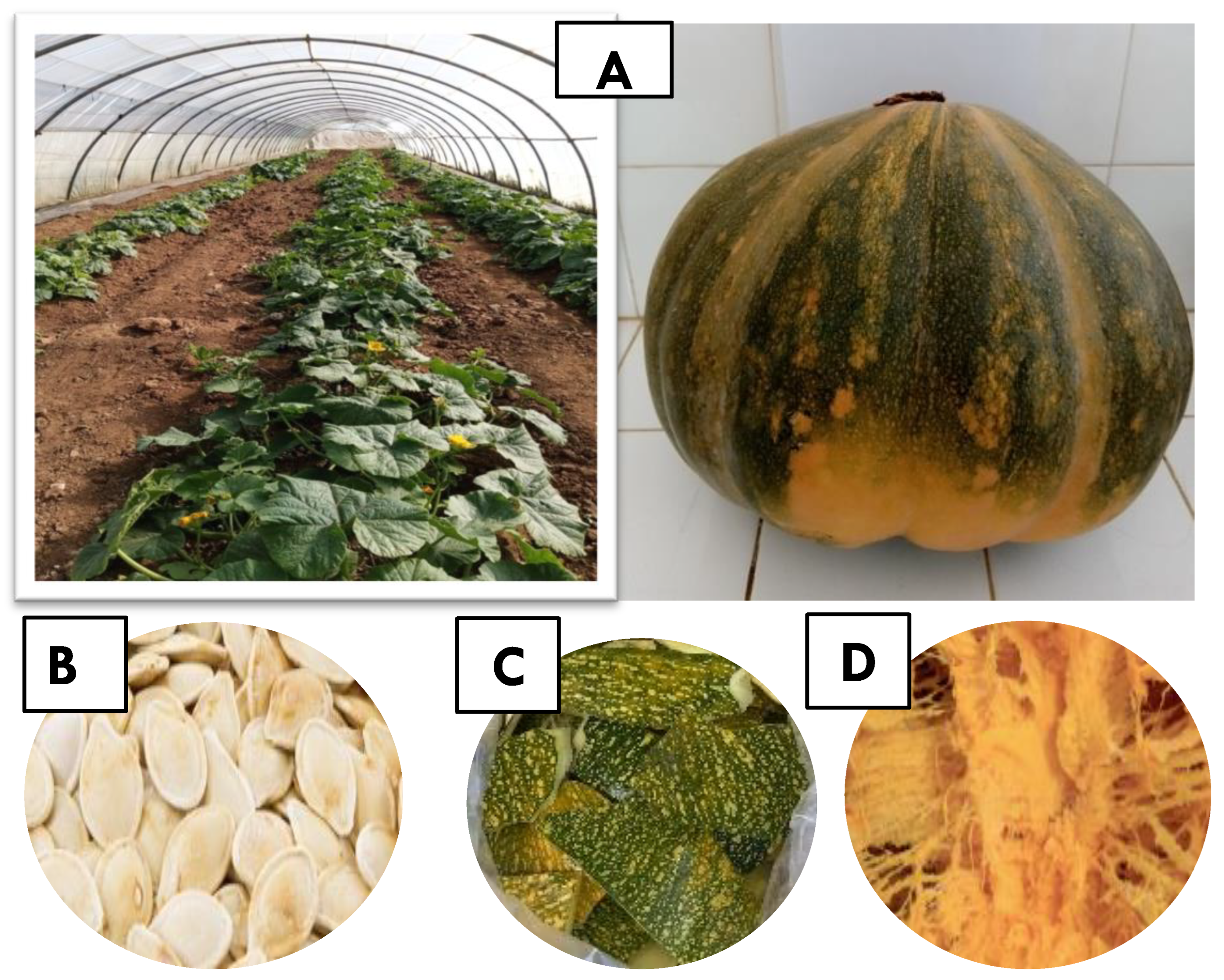 Processes 11 01726 g001