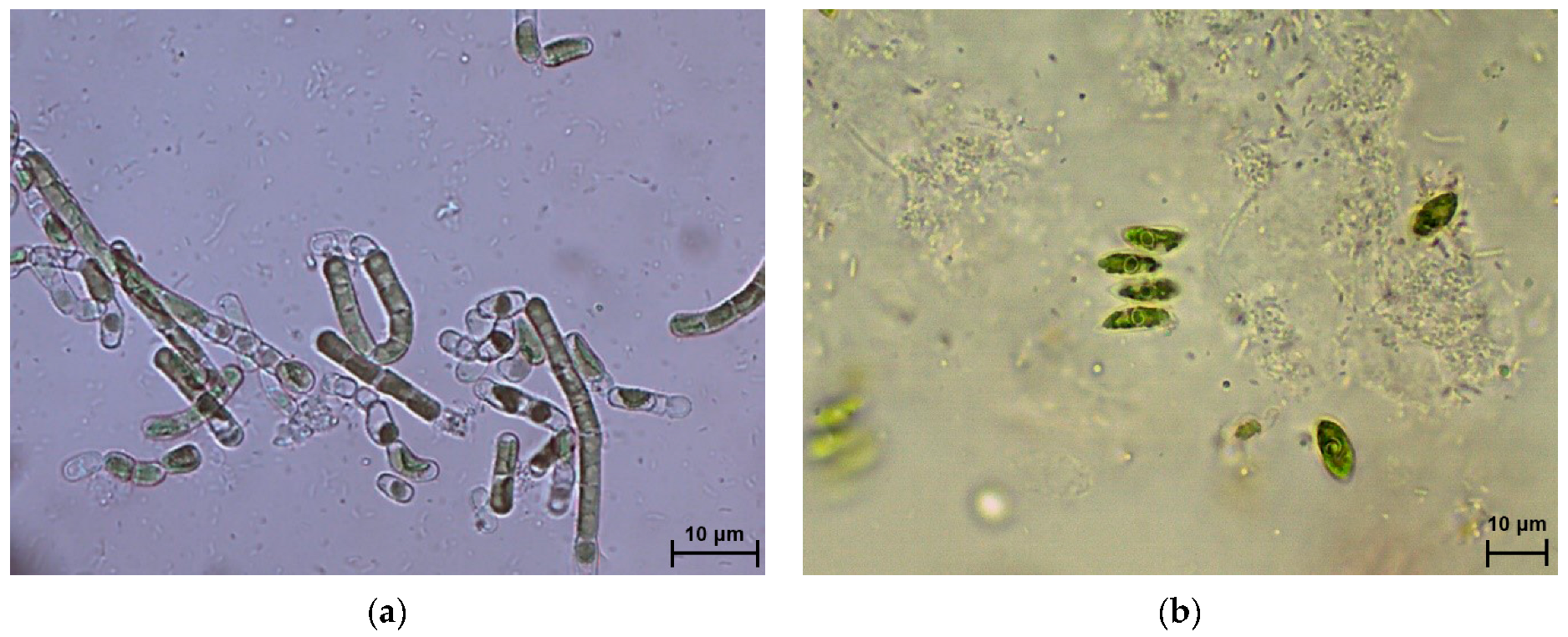 Processes 11 01819 g004 Processes 11 01819 g004