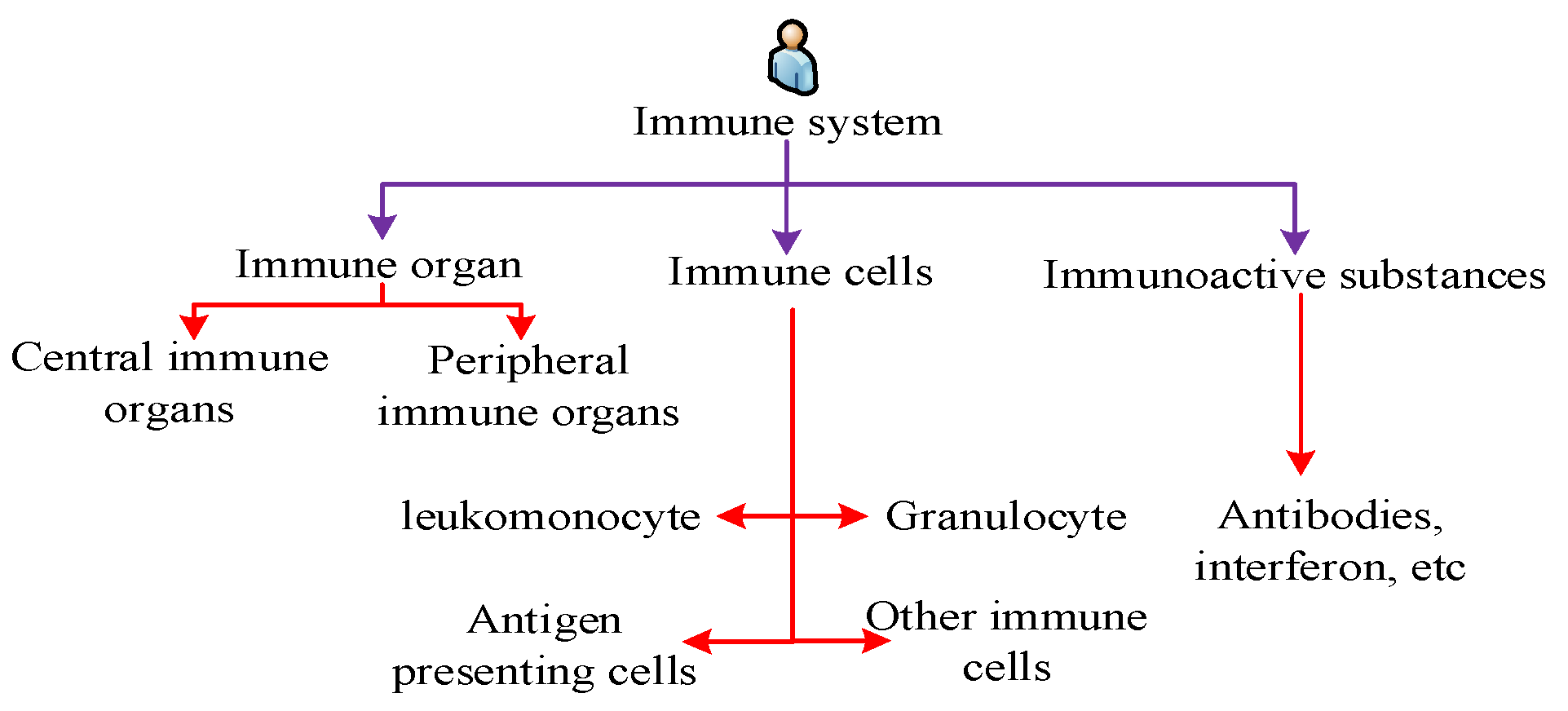 Immune system optimization