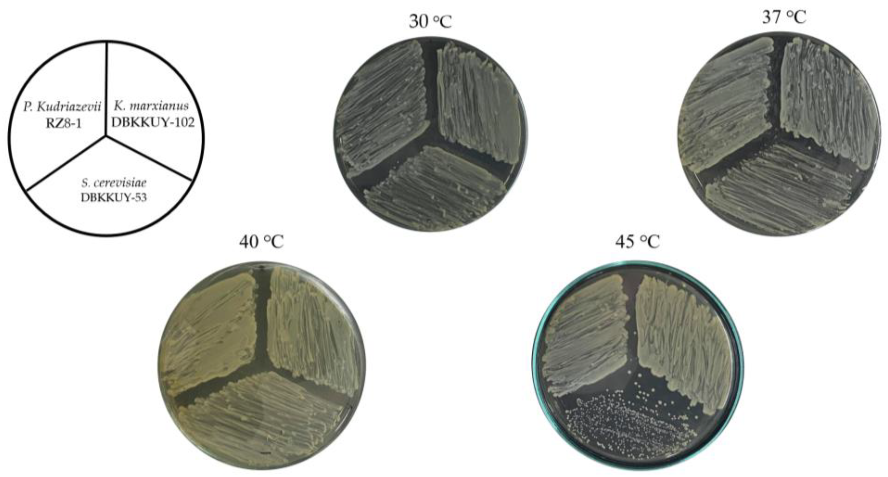 Processes 11 02920 g003