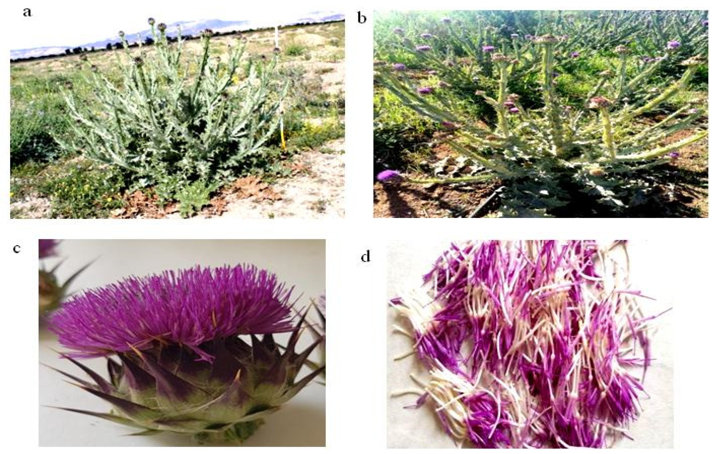 Processes 11 02962 g001