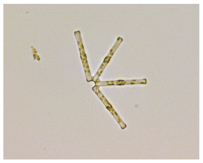 Processes 11 02972 g009