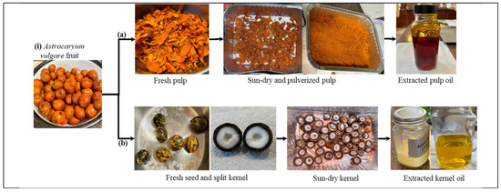 A Bounty of Oil: Exploring the Oleaginous Fruit Gems of Australia