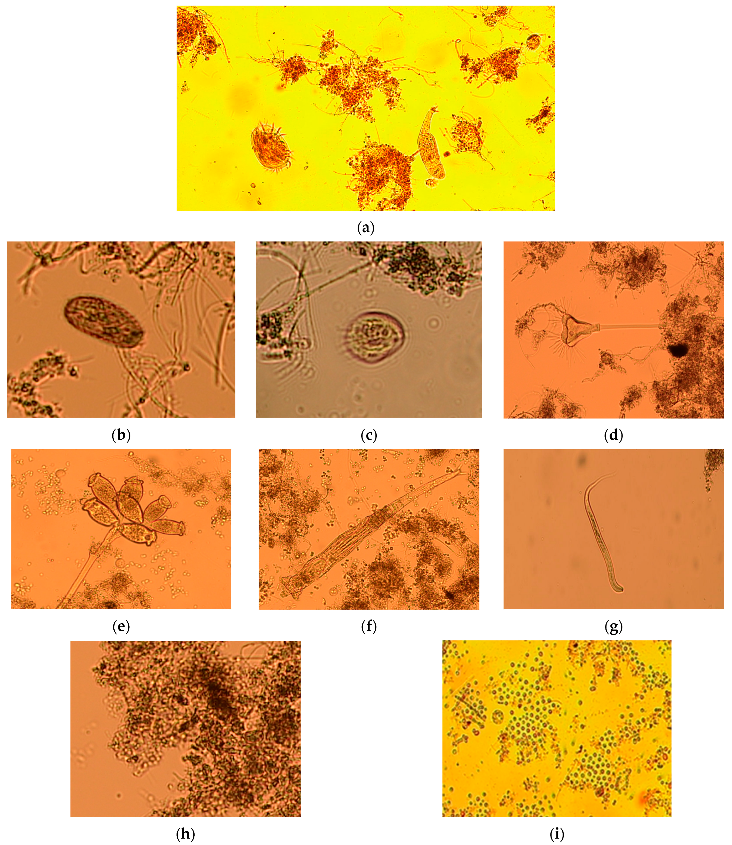 Processes 12 00350 g001