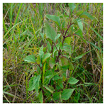 Processes 12 00833 i001